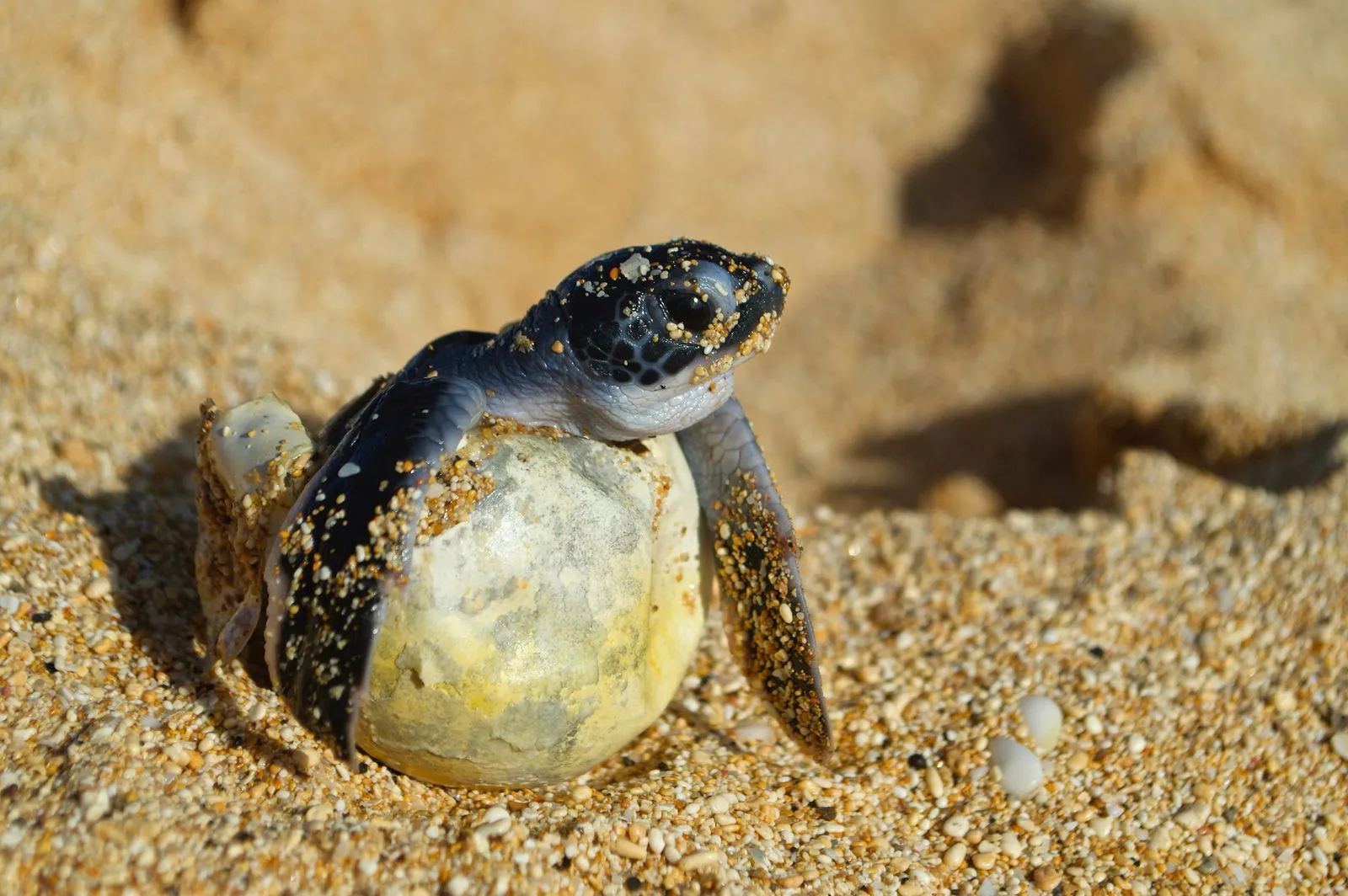 Green turtle while diving in Nusa Penida & Lembongan