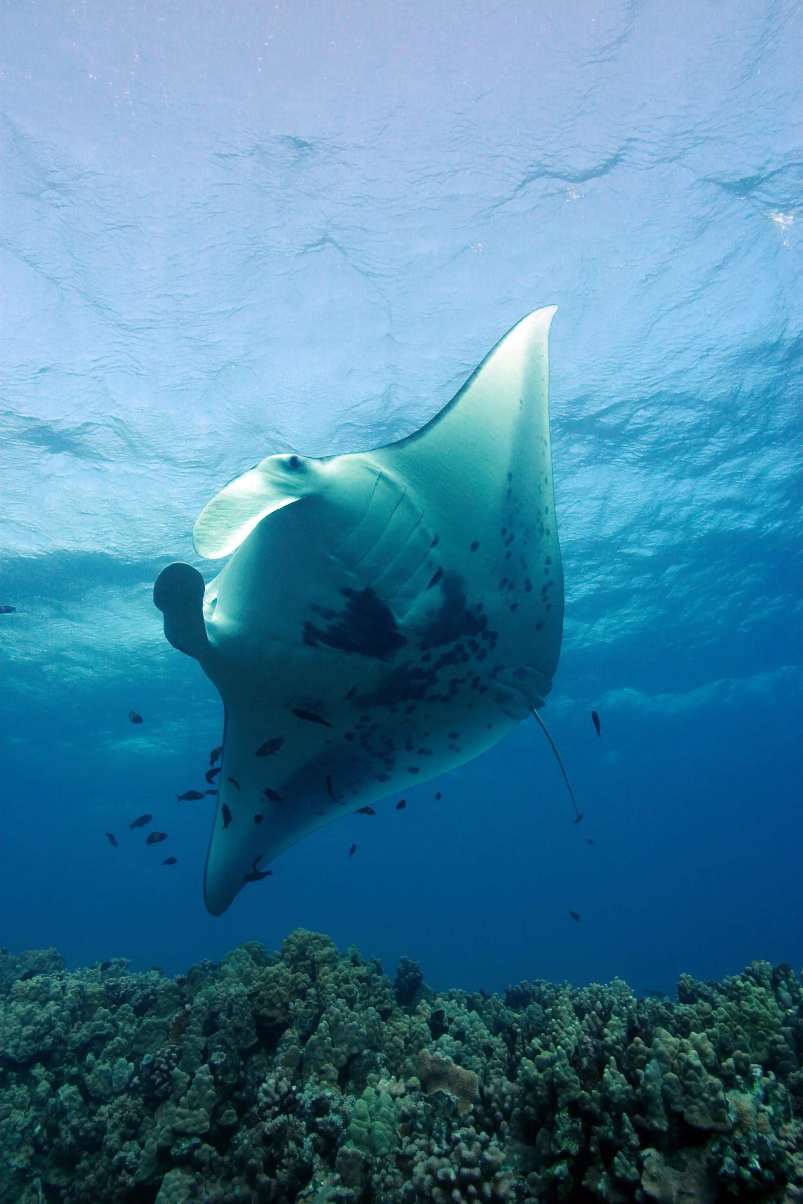 Oceanic manta while diving in Raja Ampat