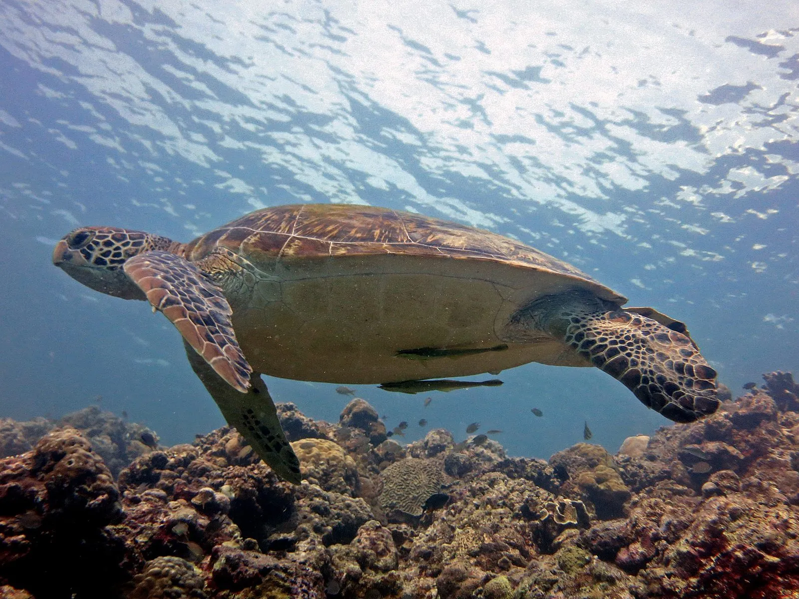 Green turtle while diving in Nusa Penida & Lembongan