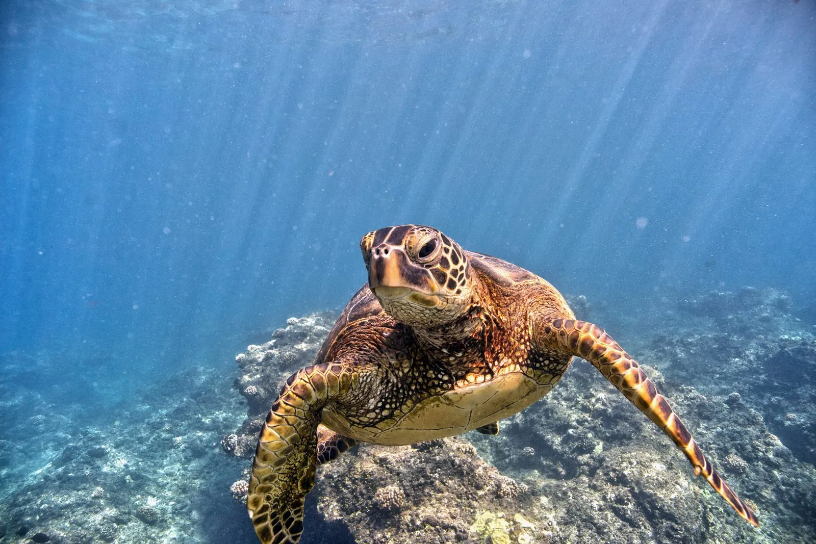 Green turtle while diving in Nusa Penida & Lembongan