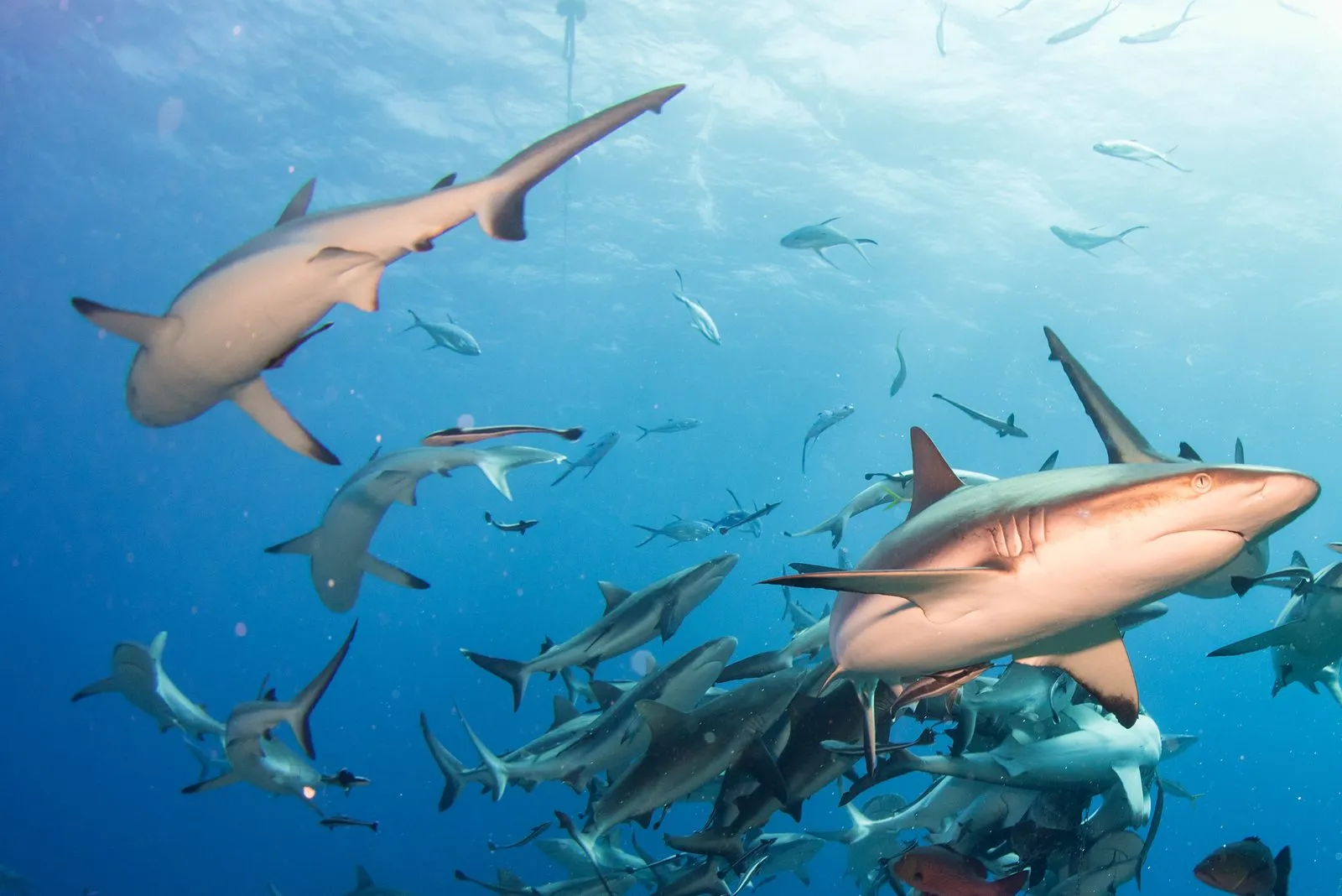 Grey reef shark while diving in Palau