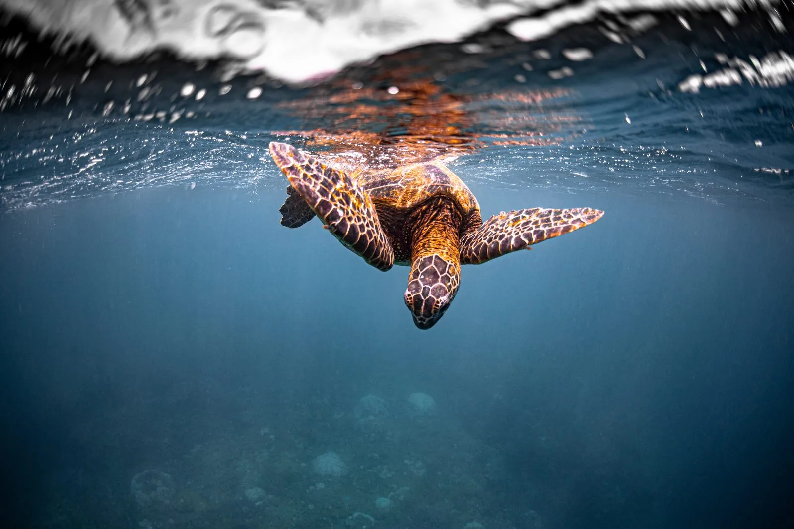 Green turtle while diving in Nusa Penida & Lembongan