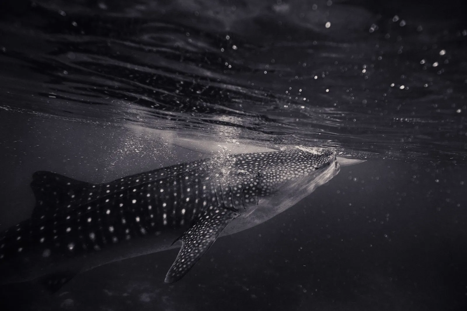 Whale shark while diving in Raja Ampat