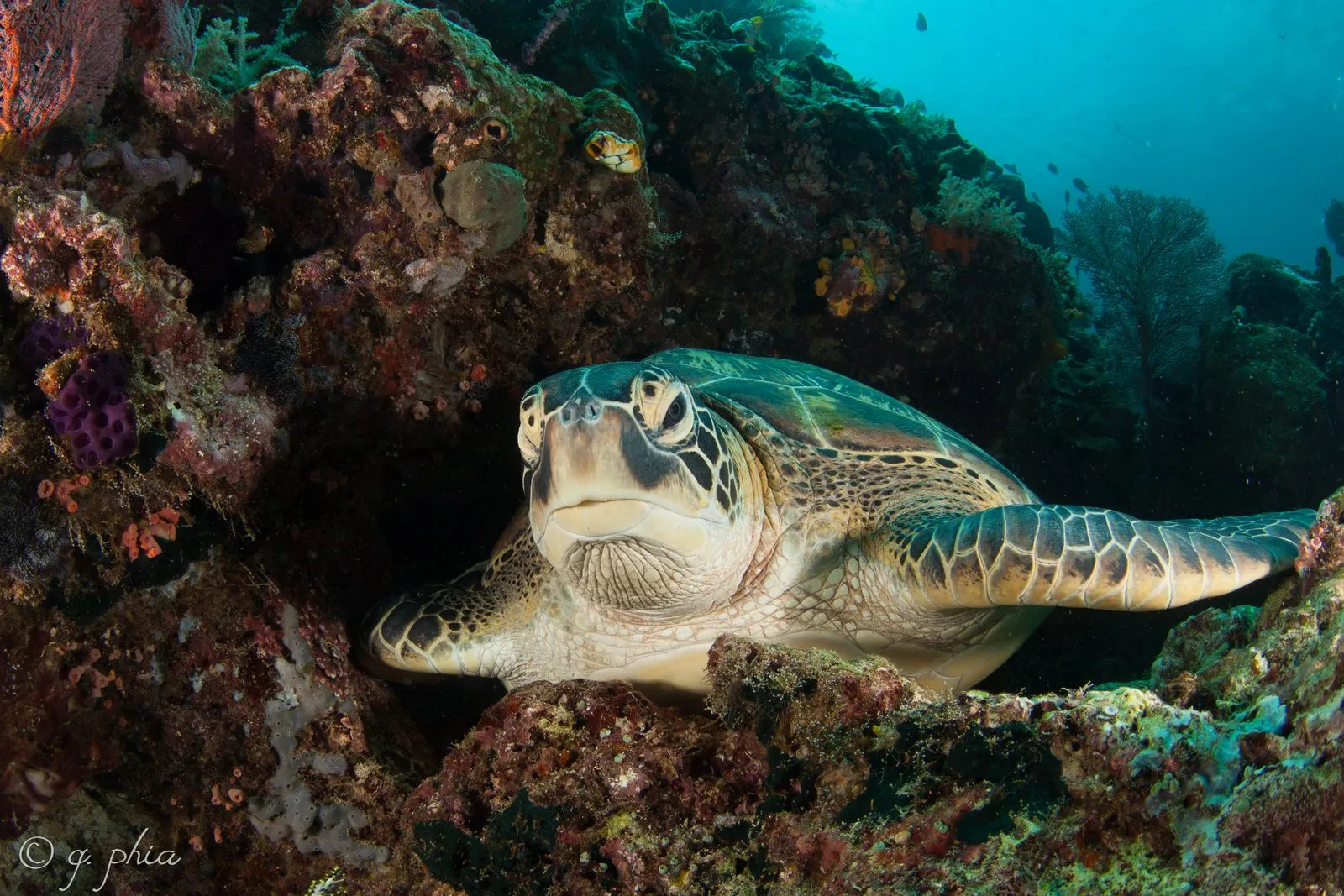 Green turtle while diving in Nusa Penida & Lembongan