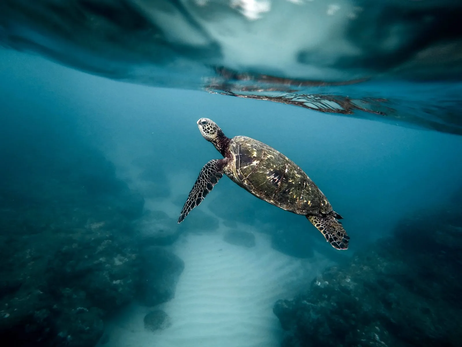 Green turtle while diving in Cozumel Reef National Park