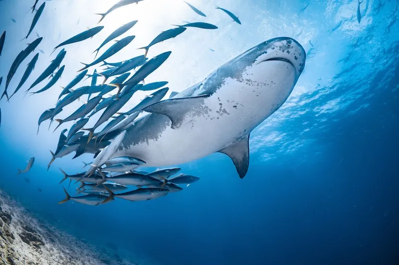 Extreme Dive Fuvahmulah, photo via Google