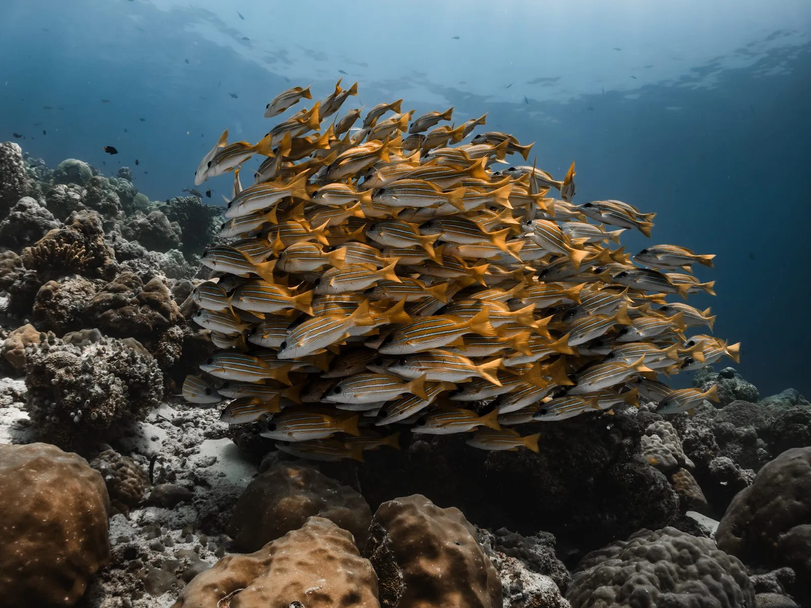 Scuba diving in Maldives