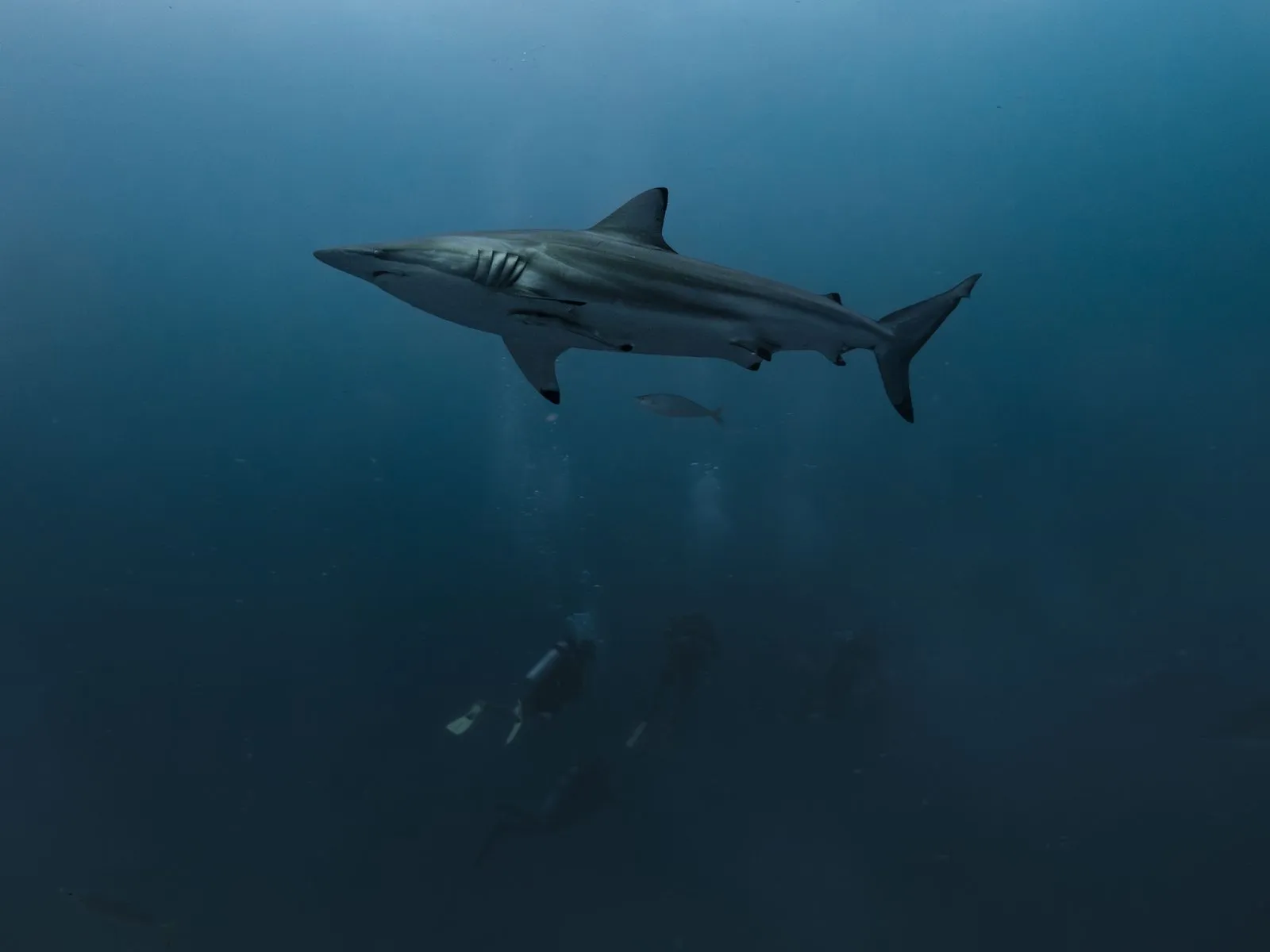 Scuba diving in Maldives