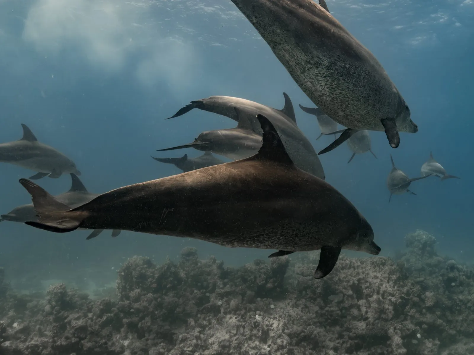 Scuba diving in Red Sea (Egypt)