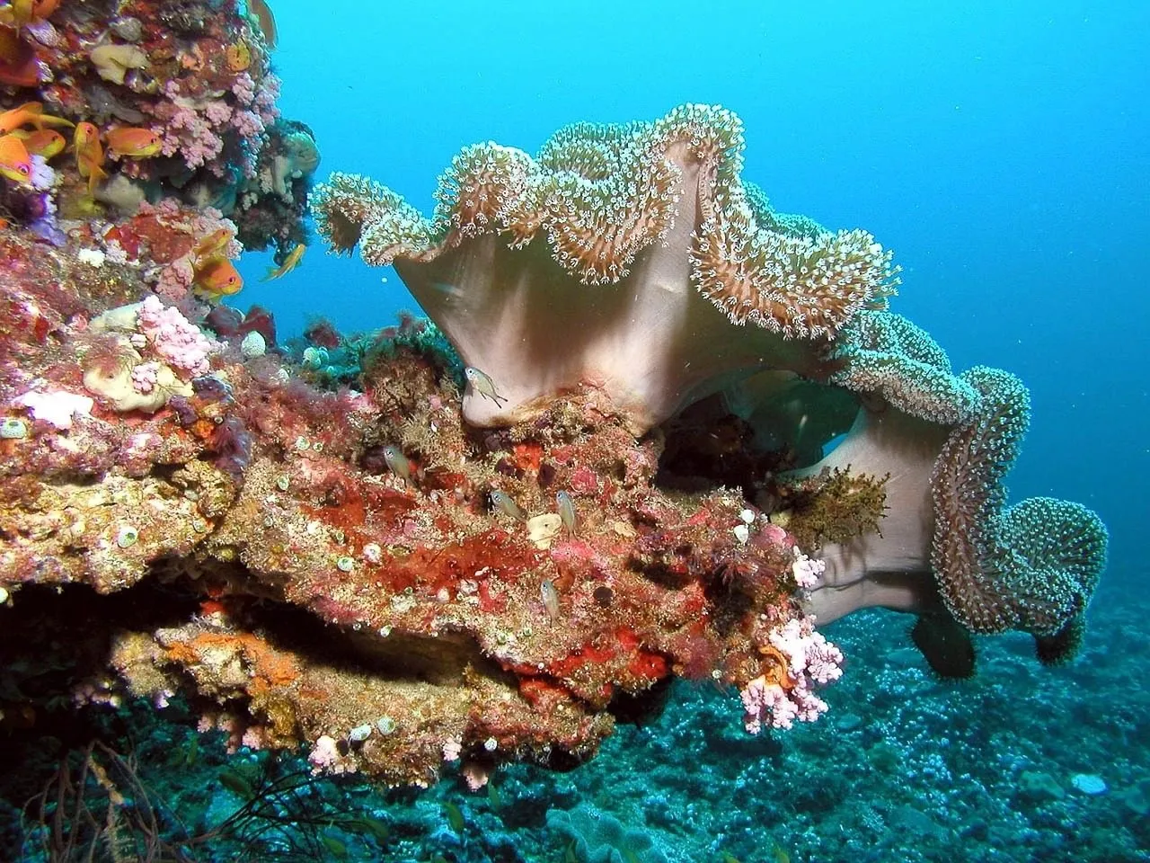 Scuba diving in Maldives