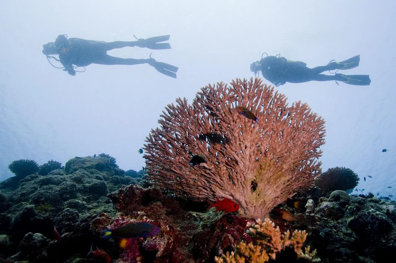 Scuba diving in Komodo