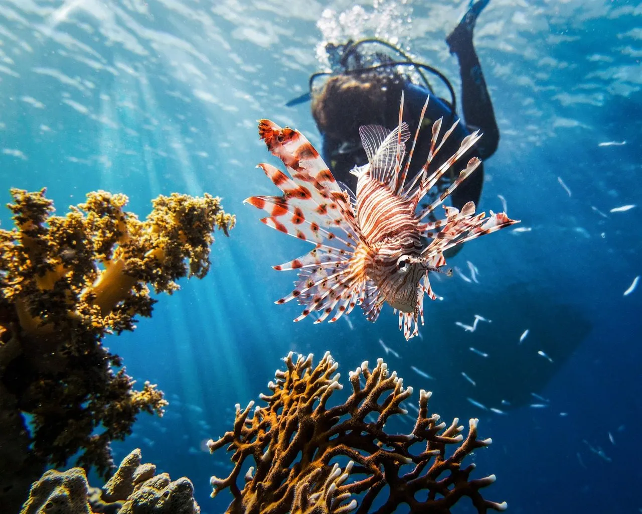 Scuba diving in Red Sea (Egypt)