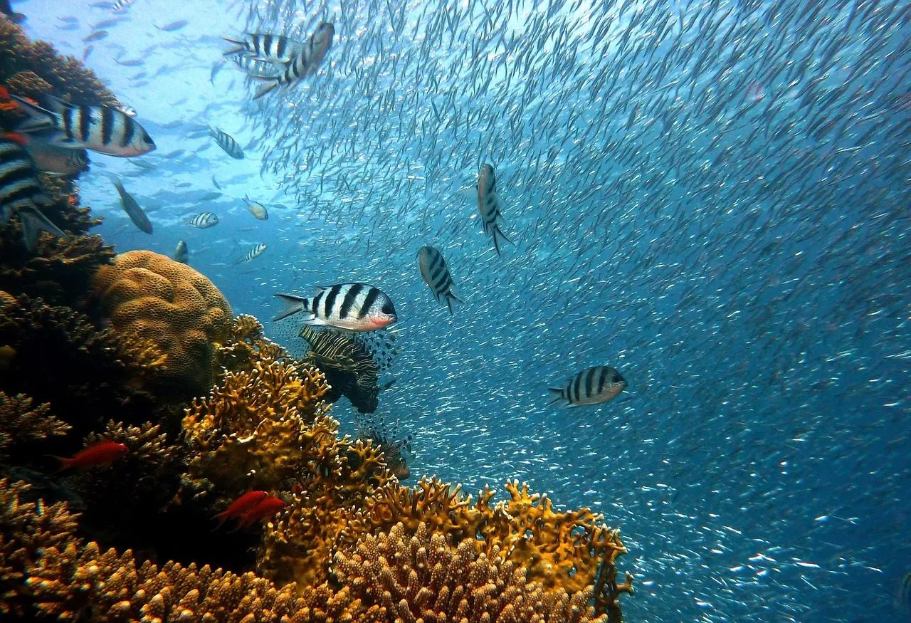 Coral reef