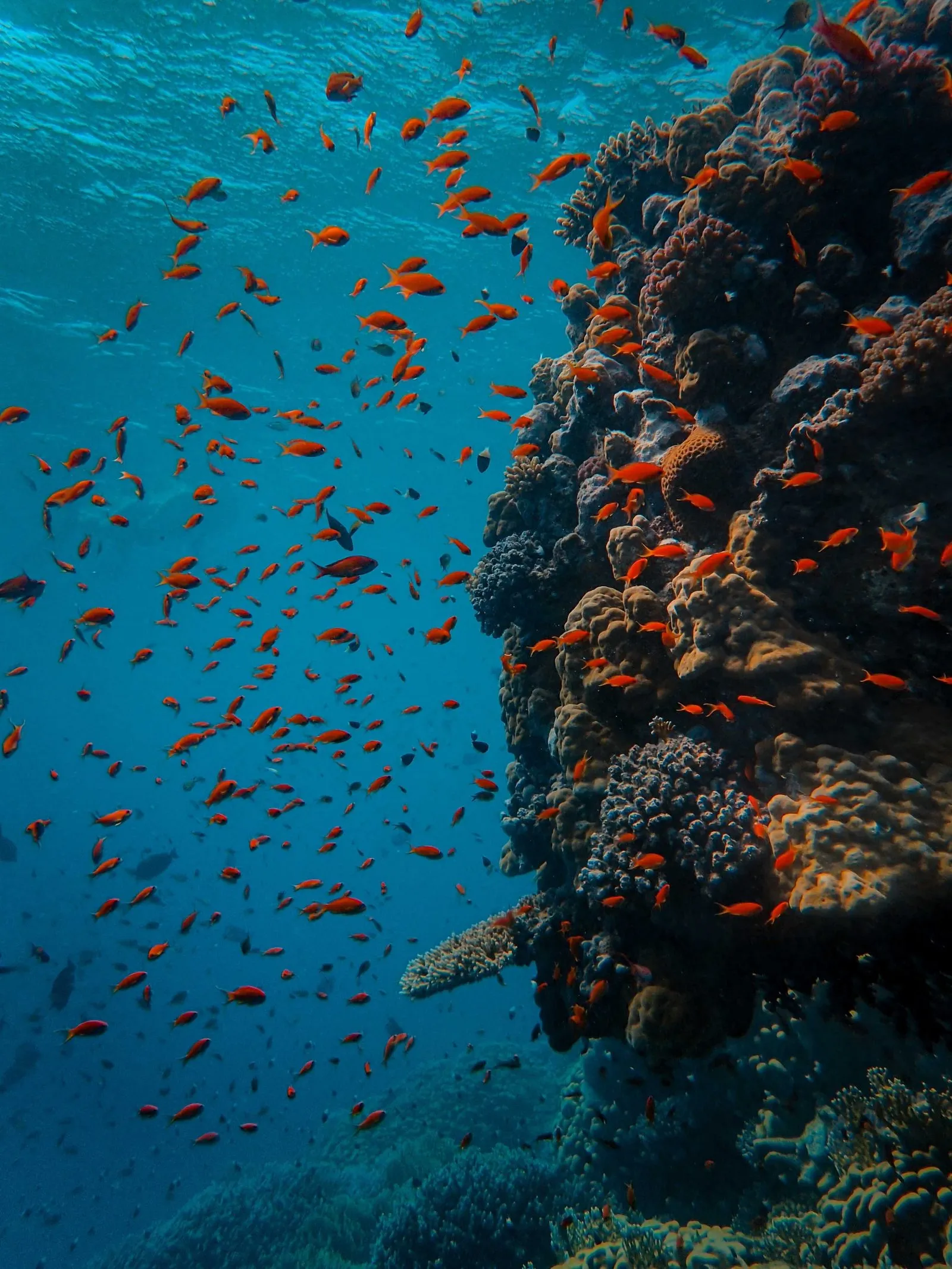 Scuba diving in Red Sea (Egypt)